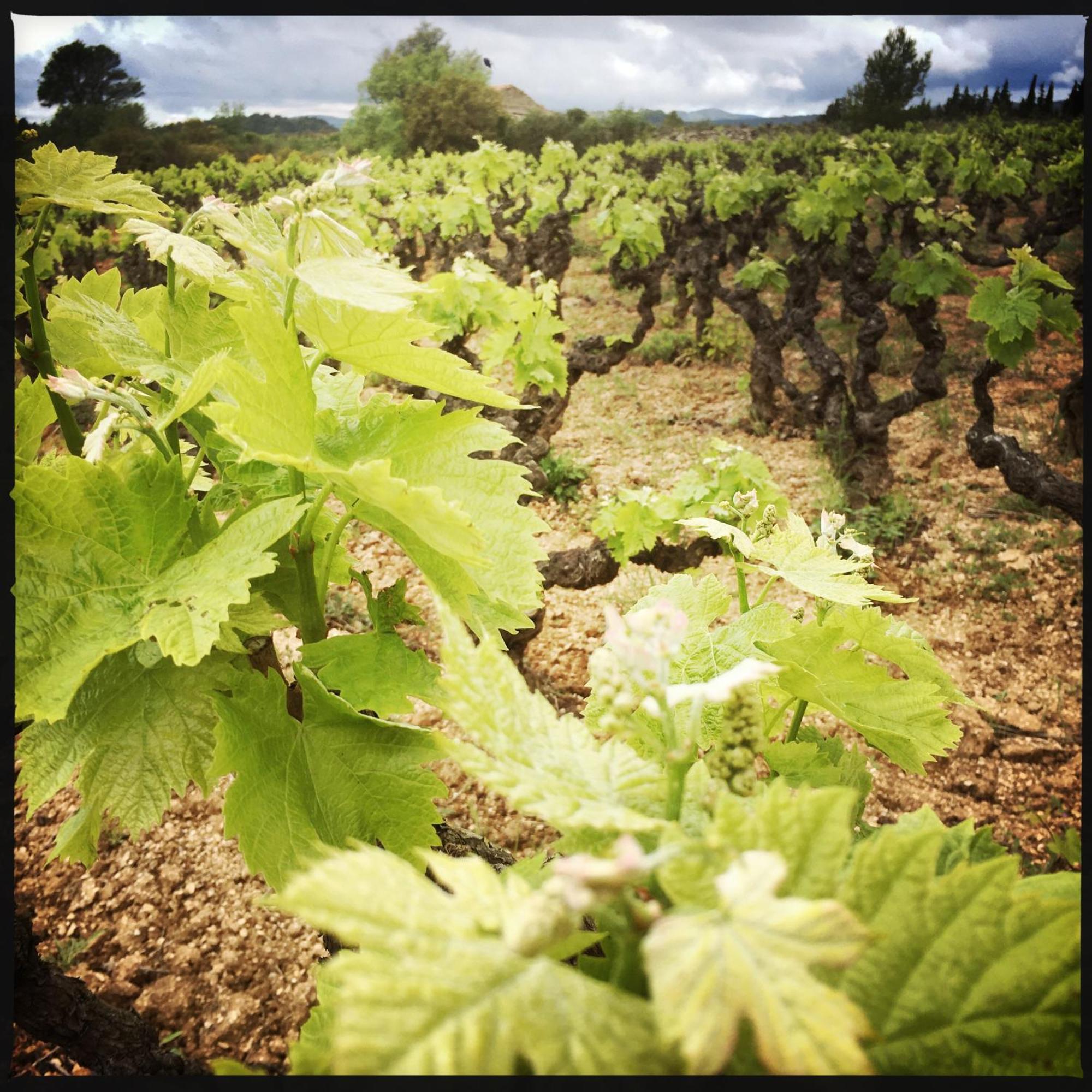 Aigne  B&B Vigne Vierge מראה חיצוני תמונה